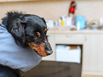 Hund verletzt, Unfall, Tierarzt