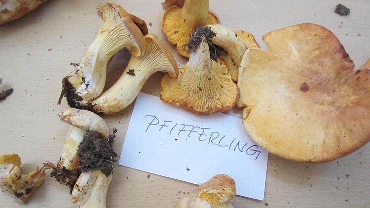 Pfifferlinge  sind exzellente Speisepilze.