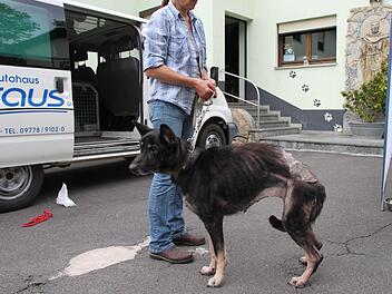 Schäferhündind Sophie war kurz nach nach der Rettung halb verhungert. Foto: Malz/Archiv