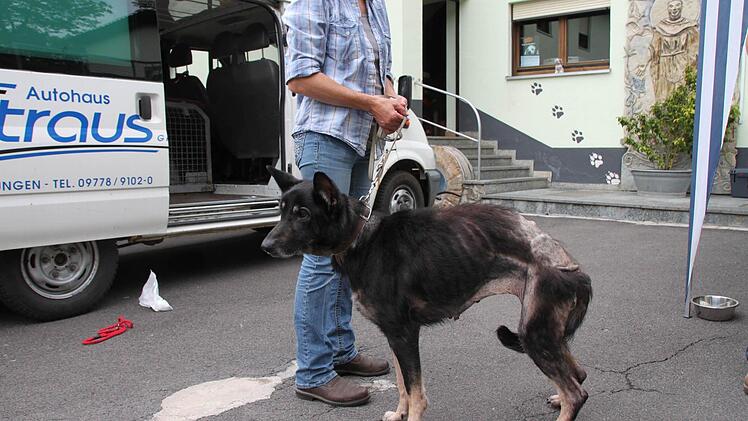 Schäferhündind Sophie war kurz nach nach der Rettung halb verhungert. Foto: Malz/Archiv