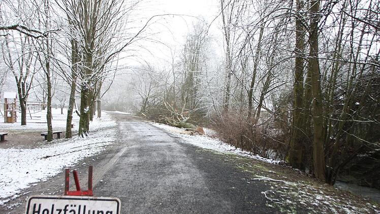 Holzfällarbeiten entlang des Hochwasserdamms.Heike Beudert