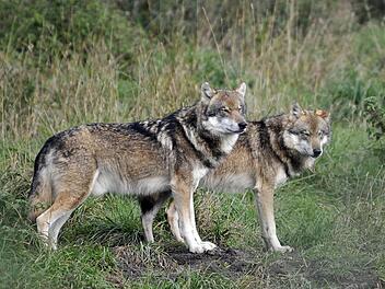 Studie aus W&uuml;rzburg: Wie Tiere f&uuml;r Risiken lernen