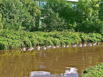 Kanadagänse haben die Aurachwiesen "besetzt". Menschen in der Nähe stören sie nicht und vermutlich auch nicht der anrückende Bagger. Fotos: Pauline Lindner