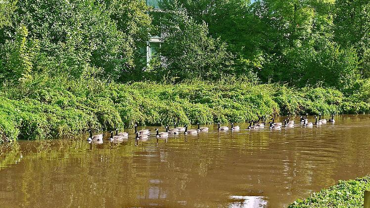 Kanadagänse haben die Aurachwiesen "besetzt". Menschen in der Nähe stören sie nicht und vermutlich auch nicht der anrückende Bagger. Fotos: Pauline Lindner