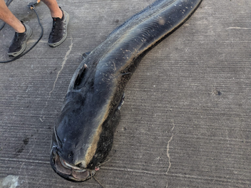 Nach Angriffen: Durfte der Brombachsee-Wels getötet werden? - Urteil Nach Angriffen: Durfte der Brombachsee-Wels getötet werden? - Urteil