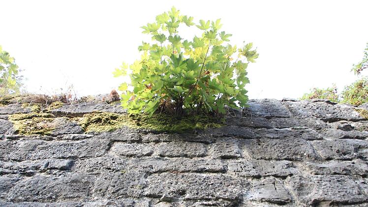 An einigen Stellen wachsen Bäume aus der Stadtmauer - auch ein Problem, wenn sie größer werden.Heike Beudert