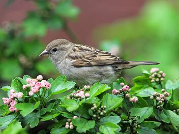 Landkreis Coburg: Diese drei Vögel wurden am häufigsten gesichtet Landkreis Coburg: Diese drei Vögel wurden am häufigsten gesichtet