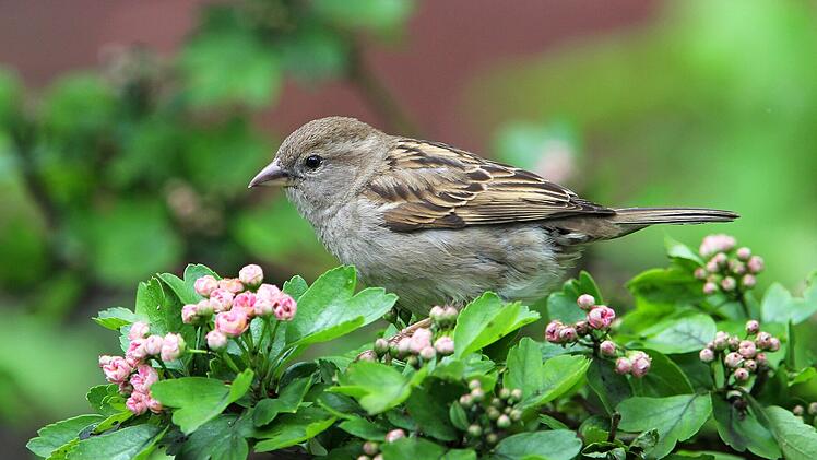 Landkreis Coburg: Diese drei V&ouml;gel wurden am h&auml;ufigsten gesichtet