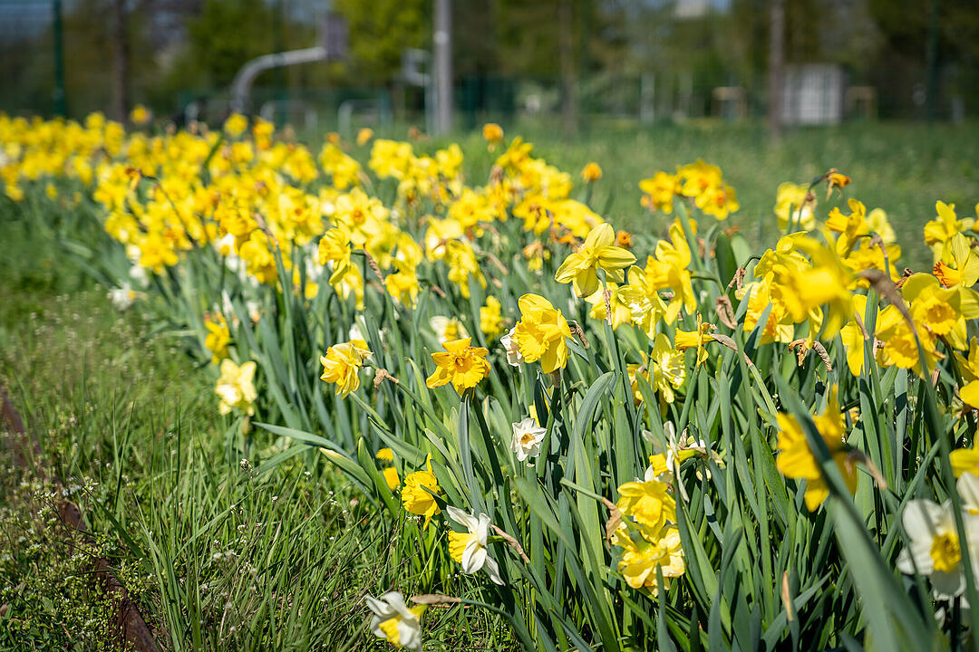 Wundersch&ouml;ne Naturfotos aus Bamberg.