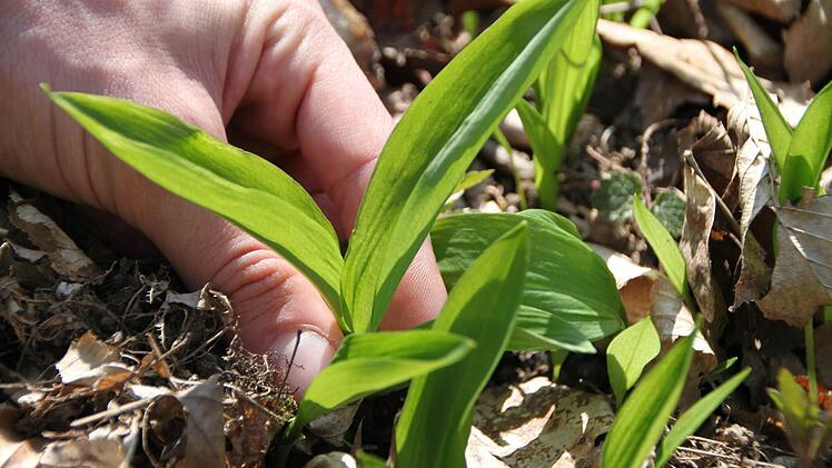 Es ist Bärlauchzeit.