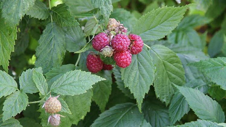 Der Naturgarten von Peter Hofmann und Petra Niedermeyer ist geprägt von Gemüseanbau und Wildwuchs. Foto: Mathias Erlwein