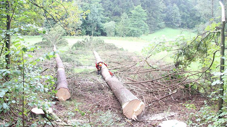 Die Bäume wurden in Richtung Wiese gefällt.  Foto: Friedwald Schedel