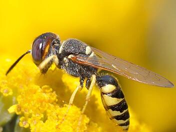 Wespen gelten nicht als die beliebtesten Tiere in der Natur. Ihr Gift könnte aber bald das Leben vieler Millionen Menschen retten. Symbolbild: esiul/pixabay.com