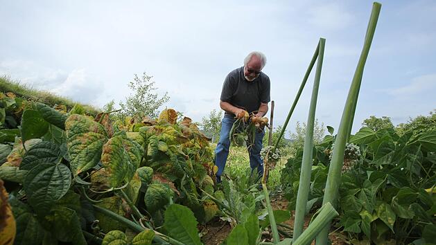 Spargel und Rhabarber sollten nicht mehr geerntet werden. Sie brauchen Zeit um neue Kraftreserven zu tanken. Foto: Barbara Herbst