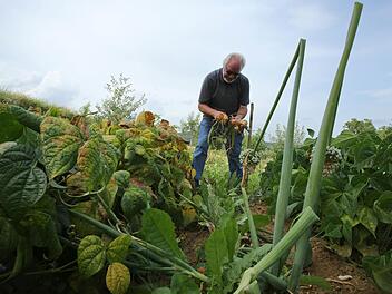 Spargel und Rhabarber sollten nicht mehr geerntet werden. Sie brauchen Zeit um neue Kraftreserven zu tanken. Foto: Barbara Herbst