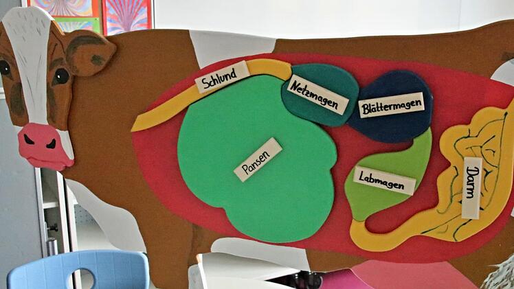 Anhand dieses Schaubildes kann man das Innenleben einer Kuh kennen lernen. Foto: Helmut Will