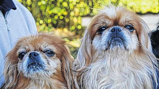 Tiere der Woche: Bach und Bohemia