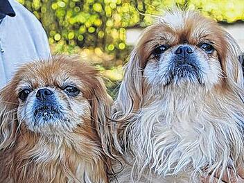 Tiere der Woche: Bach und Bohemia