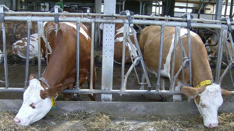 Foto: Petra Malbrich