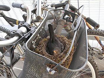 Das Amselnest im Fahrradkorb Foto: Josef Hofbauer