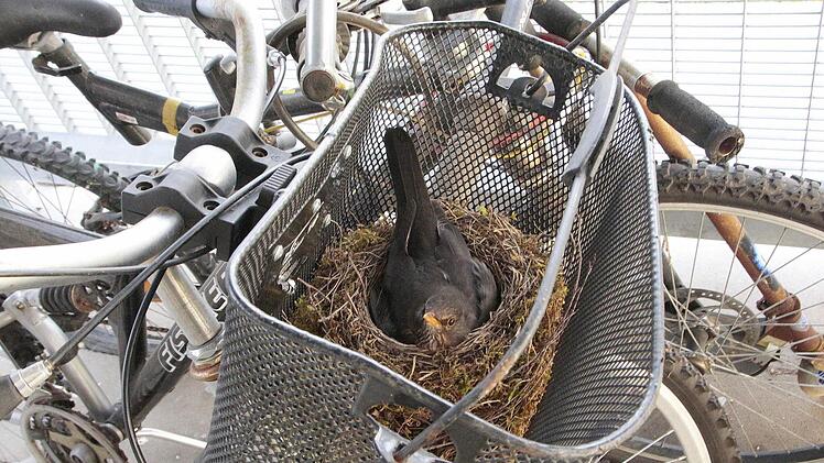 Das Amselnest im Fahrradkorb Foto: Josef Hofbauer