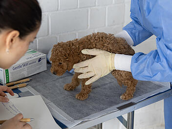 A3 bei Aschaffenburg: 98 Hundewelpen in Transporter entdeckt - fünf der Hunde nun im Tierheim