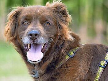 Texas ist ein Fundhund aus Frankreich. Foto: privat