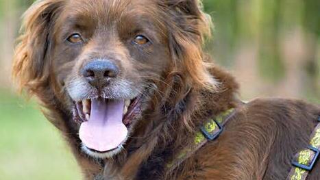 Texas ist ein Fundhund aus Frankreich. Foto: privat