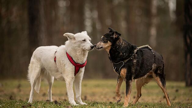 Tierheim N&uuml;rnberg: Hunde mussten unter "unw&uuml;rdigen Bedingungen" in Auto leben