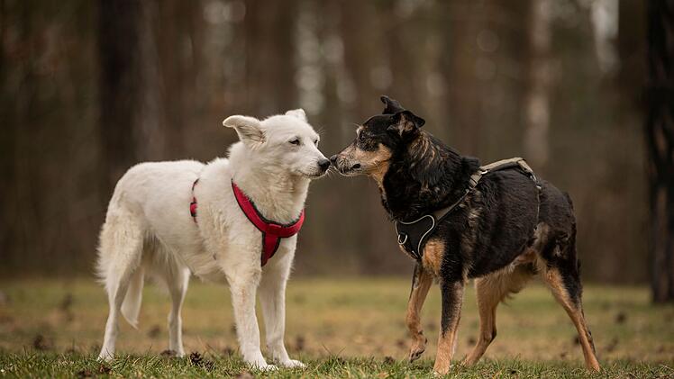 Tierheim Nürnberg: Hunde mussten unter "unwürdigen Bedingungen" in Auto leben