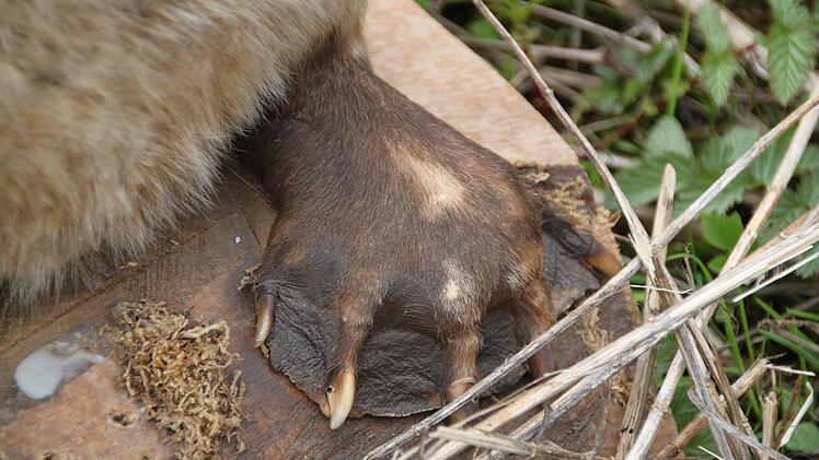 Zwischen seinen Krallen hat der Biber Schwimmhäute.