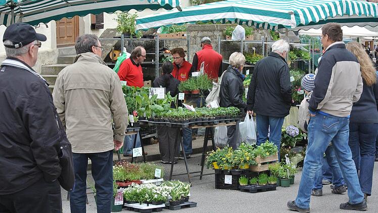 Etliche Gärtnereien aus dem Landkreis Haßberge und darüber hinaus boten in Rügheim Pflanzen an. Da gab es schöne Balkonpflanzen, aber auch interessante Kräuter. So manche Seltenheit war darunter. Zum Beispiel der mehrjährige, aber leider nicht winterharte Pfirsichsalbei.