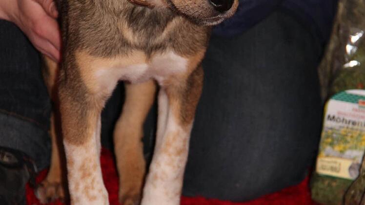 Justus ist der Wirbel um die Tierbescherung noch etwas suspekt.