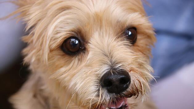 Dieser s&uuml;&szlig;e Vierbeiner ist nicht im Tierheim zu haben, eine Besucherin hatte ihn am Sonntag mitgebracht. Foto: J&uuml;rgen G&auml;rtner