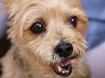 Dieser süße Vierbeiner ist nicht im Tierheim zu haben, eine Besucherin hatte ihn am Sonntag mitgebracht. Foto: Jürgen Gärtner