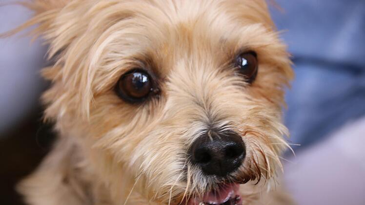 Dieser süße Vierbeiner ist nicht im Tierheim zu haben, eine Besucherin hatte ihn am Sonntag mitgebracht. Foto: Jürgen Gärtner