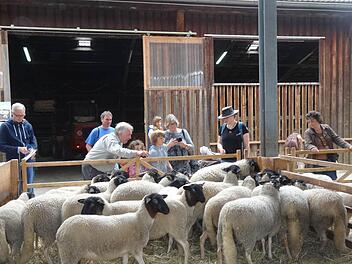 Die Besucher freuten sich beim Rhönschaffest in Ginolfs, die Schäfchen hautnah zu erleben.  Foto: Marion Eckert