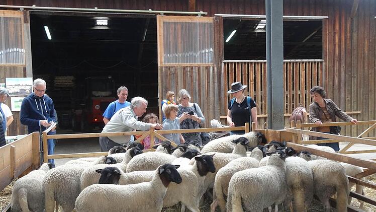 Die Besucher freuten sich beim Rhönschaffest in Ginolfs, die Schäfchen hautnah zu erleben.  Foto: Marion Eckert