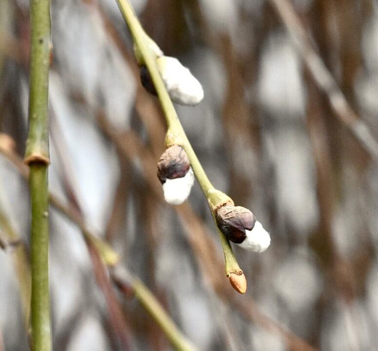 Die schönsten Fotos im Februar aus Haßfurt und Umgebung