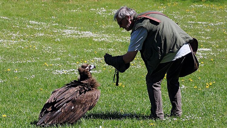 Wildpark, Tambach, Greifvogel