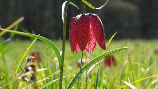 Die Schachblume steht bei einem Fest im Mittelpunkt.  Foto: Cordula Sachs
