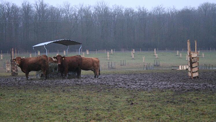 Die kleine Rinderherde auf der Hutung südöstlich von Hellmitzheim. Foto: Archiv lsa