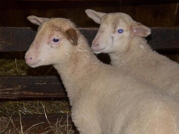 Lämmer im Stall bei Familie Alles in Frauenroth Foto: Kathrin Kupka-Hahn