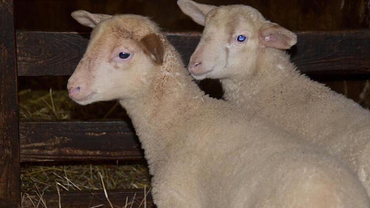 Lämmer im Stall bei Familie Alles in Frauenroth Foto: Kathrin Kupka-Hahn