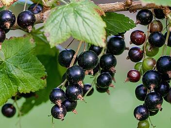 Die schwarze Johannisbeere braucht einen offenen und nährstoffreichen Boden. Foto: Pezibear/pixabay