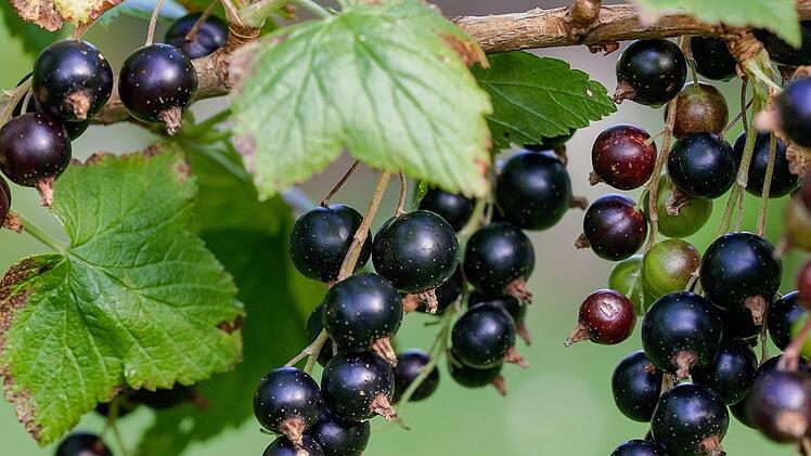 Die schwarze Johannisbeere braucht einen offenen und nährstoffreichen Boden. Foto: Pezibear/pixabay