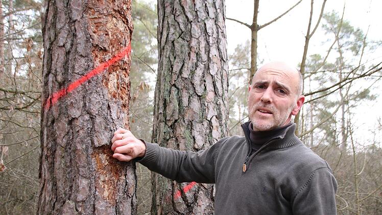 Jörg Mäckler zeigt Kiefern, die wegen des Borkenkäferbefalls gefällt werden müssen. Thomas Malz