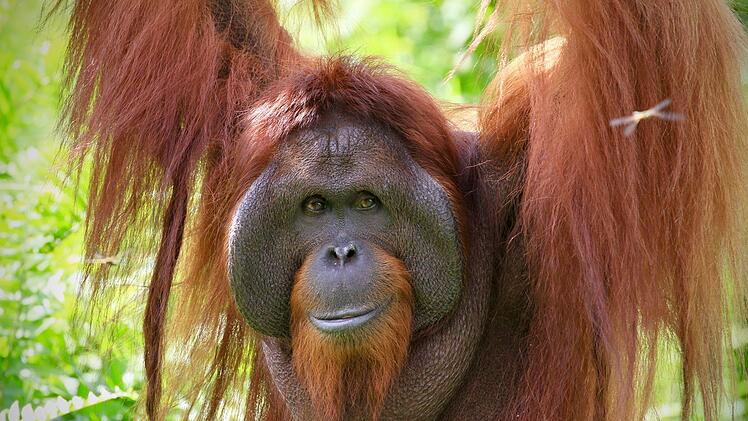 Orang-Utans sind eher beh&auml;big und als Erwachsene meist alleine in den Baumkronen unterwegs.