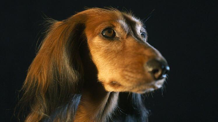 Einst machte Kaiser Wilhelm den Dackel zum ersten "Modehund". Seitdem sind die Hunde mit dem unverkennbaren Blick eine Konstante - sowohl im Leben der Menschen als auch in Kunst und Kultur.