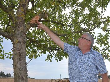 Gerhard Eller zeigt, wo ein Baum durch unfachmännische Vorgehensweise stark beschädigt wurde.Rainer Lutz